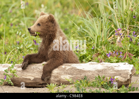 Stock photo d'un ours brun d'Alaska à travers un journal cub portant sur l'alimentation de la végétation. Banque D'Images