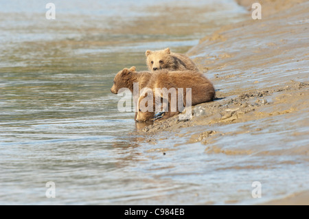 Stock photo de deux ours brun d'Alaska d'oursons à penser à traverser le ruisseau. Banque D'Images