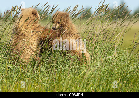 Stock photo de l'ours brun d'Alaska deux oursons jouant dans les hautes herbes. Banque D'Images