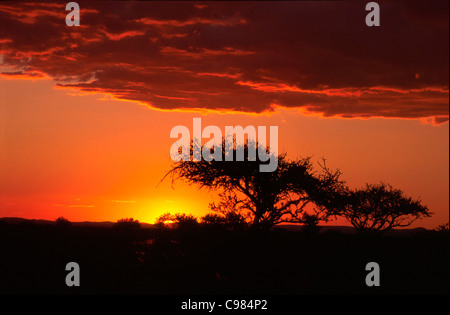 Silhouettes d'arbres aube bushveld contre un ciel dramatique et chaleureux Banque D'Images