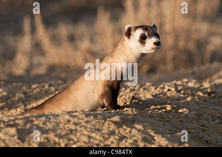 Stock photo d'une nature sauvage putois d'Amérique à partir de son terrier. Banque D'Images