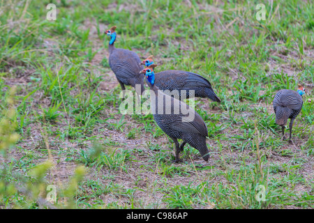 Un troupeau de pintade de Numidie Numida meleagris 'Alimentation' ouvert en broussailles. Le Parc National Kruger en Afrique du Sud. Banque D'Images