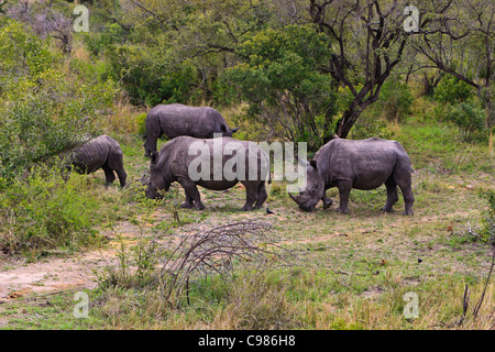 D'une collision ou d'un groupe d'adultes et des sous des profils rhinocéros blanc Ceratotherium simum le pâturage dans l'habitat typique de broussailles. Le Parc National de Kruger. Banque D'Images