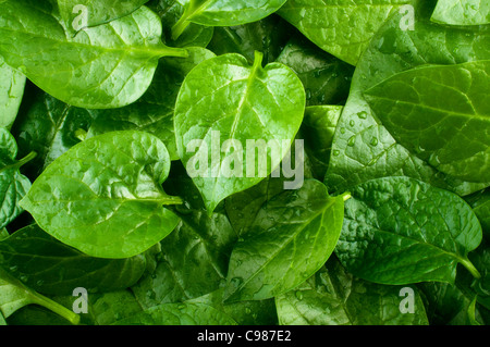Pile de feuilles de légumes frais épinards de Malabar. Banque D'Images