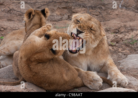 Lionne agressive hargneux à cub Banque D'Images