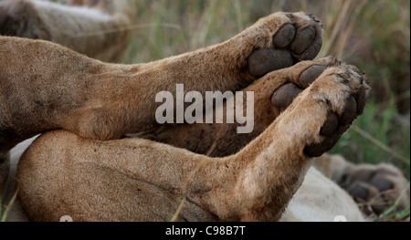 Close up of Lions paws Banque D'Images
