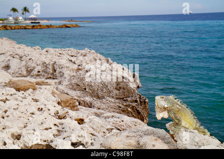 Curaçao,pays-Bas Lesse Leeward Antilles,ABC Islands,Dutch,Piscadera Bay,Hilton Curaçao,Hotel,Resort,Caribbean Sea,water,iguana,reptile,rivage,r Banque D'Images