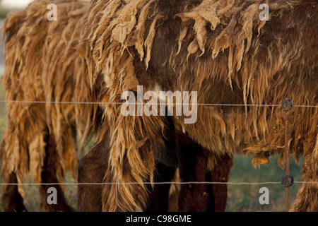 Close up image sur l'épaisse fourrure emmêlée d'un âne sur l'île de Ré, France. Banque D'Images