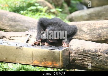 Chimpanzé en utilisant un bâton pour obtenir de la nourriture dans une boîte Banque D'Images
