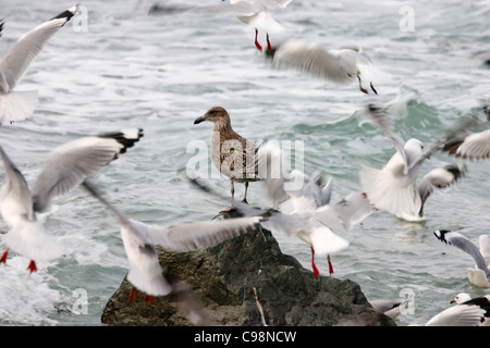 La mouette de varech perché sur un rocher à bec cerclé de rouge autour de vol Banque D'Images