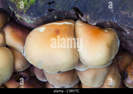 Teneur en soufre ; touffe Hypholoma fasciculare, champignon, Cornwall, UK Banque D'Images