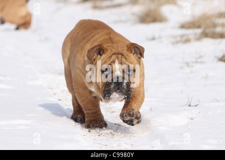 Bulldog anglais walking snow Banque D'Images