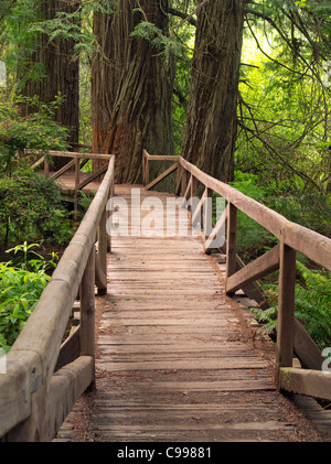 Pont sur creek à Redwood Parcs nationaux et d'État, en Californie Banque D'Images