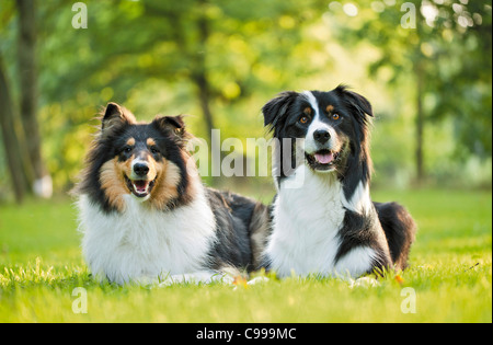 Colley chien berger australien chien couché meadow Banque D'Images