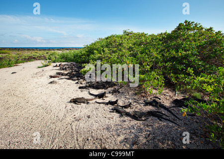 Plus de 60 d'iguanes marins dans Tortuga Beach sur l'île Santa Cruz, Galapagos, Equateur. Banque D'Images