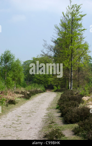 Une piste dans le parc de pays à Cannock Chase, Staffordshire, Angleterre Banque D'Images