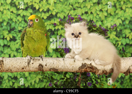 Chat chaton Sacré de Birmanie Amazon parrot Banque D'Images