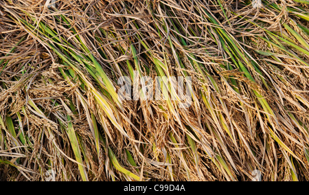 Les plants de riz récolté en attente d'être recueillis et battus à la main dans la campagne de l'Inde rurale. L'Andhra Pradesh, Inde Banque D'Images