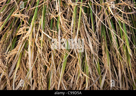 Les plants de riz récolté en attente d'être recueillis et battus à la main dans la campagne de l'Inde rurale. L'Andhra Pradesh, Inde Banque D'Images