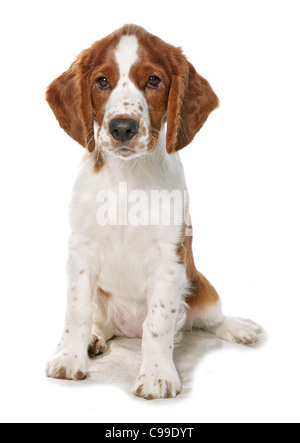 Springer Spaniel gallois. Chiot assis. Image studio sur fond blanc Banque D'Images