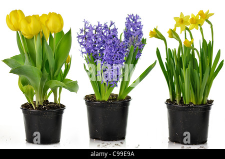 Fleurs de printemps en pot prêt pour jardin Banque D'Images