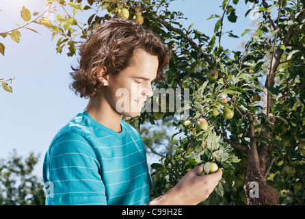 Italie, Toscane, Magliano, Young man holding green olive, smiling, portrait Banque D'Images