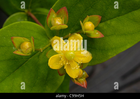 Tutsan, Hypericum androsaemum Banque D'Images