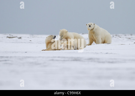 L'ours polaire (Ursus maritimus) mère avec 2 oursons espiègles sur plage de neige à Kaktovik, l'île Barter en Alaska en Octobre Banque D'Images