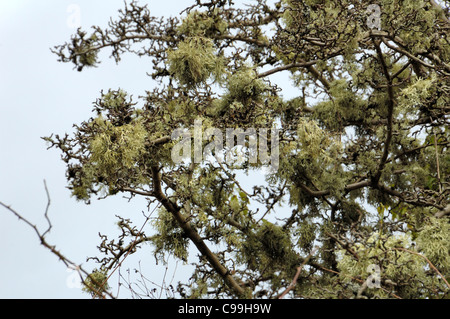 Ramalina farinacea, abondantes sur un arbre Banque D'Images