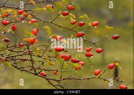 Dog rose, rosa canina, les hanches ou les fruits Banque D'Images