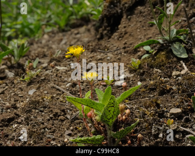 Rock ou orpin Sedum forsterianum orpin, Gallois Banque D'Images