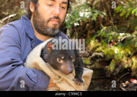 Diable de Tasmanie Sarcophilus harrisii, biologiste holding piégés dans l'étude de devil Devil (maladie tumorale faciale DFTD) Banque D'Images