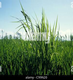 L'échinochloa pied-de-coq (Echinocloa crus-galli) plante à fleurs une récolte de riz Riz, Philippines Banque D'Images