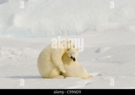 L'adolescent deux ours polaires (Ursus maritimus) play-combats sur la banquise flottante dans le détroit d'Hinlopen (Hinlopenstretet) près de Wilhelmøya, archipel du Svalbard, Norvège Banque D'Images