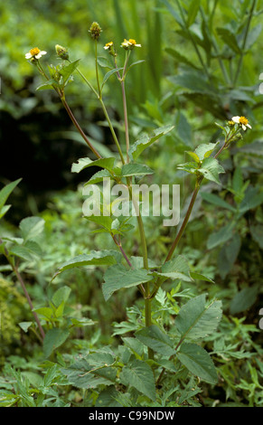 Espagnol de floraison ou aiguille black jack (Bidens pilosa), Malaisie Banque D'Images