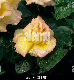 Fleur rose parfait 'Paix' avec des gouttelettes d'humidité Banque D'Images