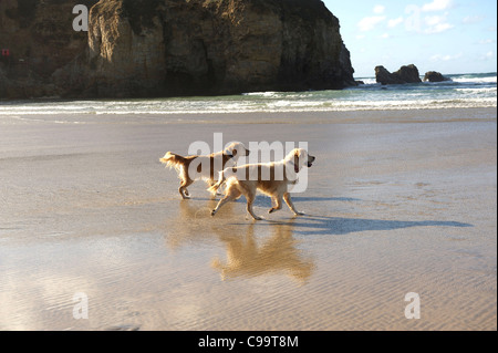 Deux Golden Retrievers marcher sur une belle plage Banque D'Images