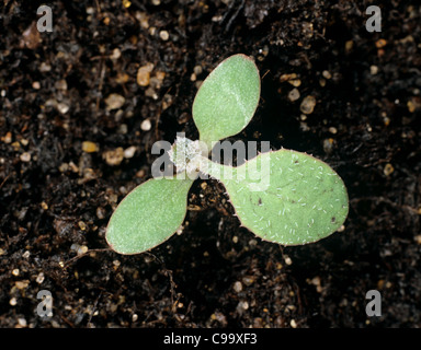 Le laiteron épineux (Sonchus asper) plantule à vraie feuille formant Banque D'Images