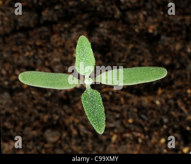 Poule gras (Chenopodium album) avec des semis début deux vraies feuilles Banque D'Images
