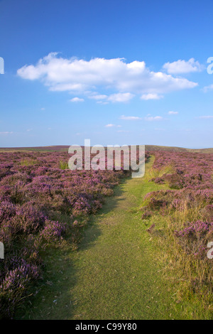 La floraison purple heather sur le long Mynd en août, Church Stretton Hills, Shropshire Banque D'Images