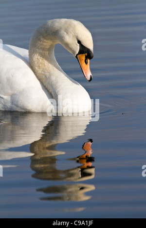 Mute swan (Cygnus olor) concernant sa réflexion Banque D'Images