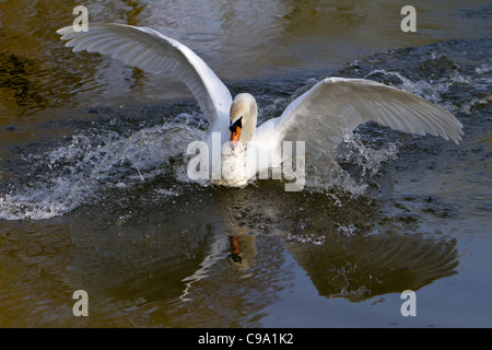 Mute swan (Cygnus olor) viennent pour poser sur l'eau Banque D'Images