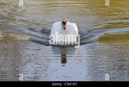 Mute swan (Cygnus olor) nager vers l'appareil photo Banque D'Images