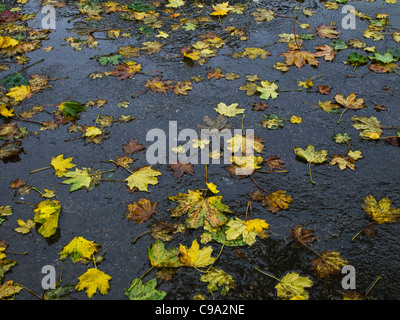 Les feuilles d'automne éparpillées sur une chaussée mouillée, Dublin, Irlande Banque D'Images