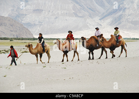 Un groupe de touristes profitant de Bactriane hirsute (deux- bosse de chameau) Banque D'Images