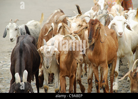 Groupe de chèvres dans la vallée de Nubra, Ladakh, Jammu-et-Cachemire, état de l'Inde. Banque D'Images