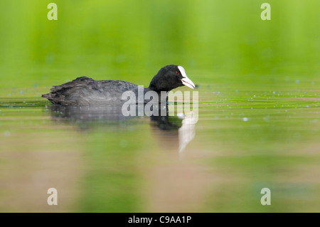 Blaesshuhn, Foulque macroule, Fulica atra Banque D'Images