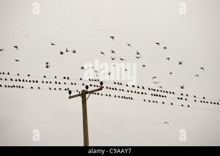 L'Étourneau sansonnet (Sturnus vulgaris) ligned jusqu'à une ligne de télégraphe sur Orkney. Banque D'Images