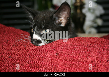 Chaton noir et blanc plus peeping red coussins. Banque D'Images