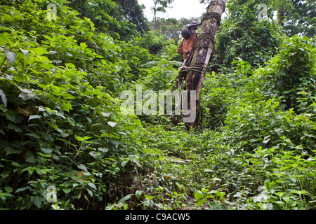 James, l'un des aînés du village traditionnel des pygmées Batwa de la Forêt impénétrable de Bwindi en Ouganda recueille le miel. Banque D'Images